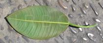 Ficus macrophylla - Lower leaf surface - Click to enlarge!