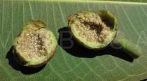 Ficus macrophylla - Fruit in cross section - Click to enlarge!