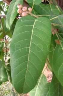Ficus ovata - Leaf - Click to enlarge!