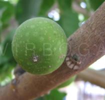 Ficus polita - Fruit - Click to enlarge!