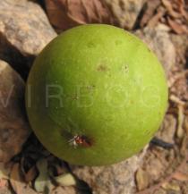 Ficus polita - Fruit - Click to enlarge!