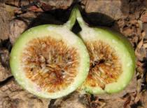 Ficus polita - Habit of fruiting tree - Click to enlarge!