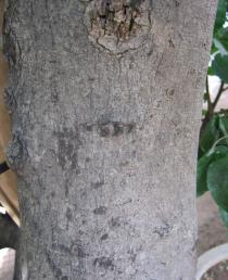 Ficus polita - Bark - Click to enlarge!