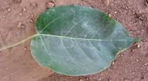 Ficus polita - Upper surface of leaf - Click to enlarge!