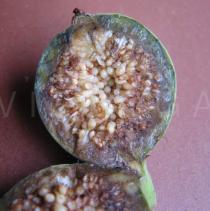 Ficus racemosa - Fruit in cross section - Click to enlarge!