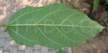 Ficus racemosa - Lower surface of leaf - Click to enlarge!