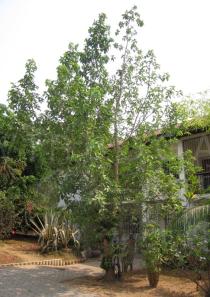 Ficus racemosa - Habit - Click to enlarge!