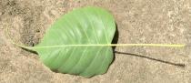 Ficus religiosa - Lower surface of leaf - Click to enlarge!