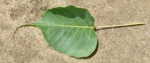Ficus religiosa - Upper surface of leaf - Click to enlarge!