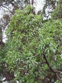 Ficus salicifolia - Branch - Click to enlarge!