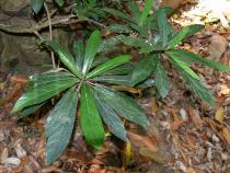 Ficus squamosa - Habit - Click to enlarge!