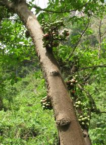Ficus sur - Trunk - Click to enlarge!