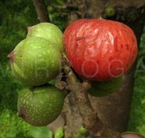 Ficus sur - Fruits - Click to enlarge!