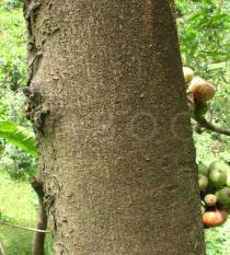 Ficus sur - Bark - Click to enlarge!
