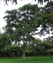 Ficus sycomorus - Habit - Click to enlarge!