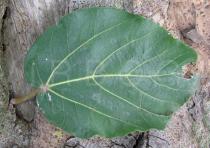 Ficus sycomorus - Upper surface of leaf - Click to enlarge!