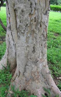 Ficus sycomorus - Trunk - Click to enlarge!