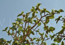 Ficus sycomorus - Branches - Click to enlarge!