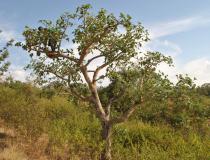 Ficus sycomorus - Habit - Click to enlarge!