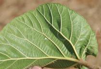 Ficus sycomorus - Lower surface of leaf, close-up - Click to enlarge!