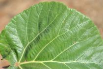 Ficus sycomorus - Upper surface of leaf, close-up - Click to enlarge!