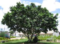 Ficus vallis-choudae - Habit - Click to enlarge!