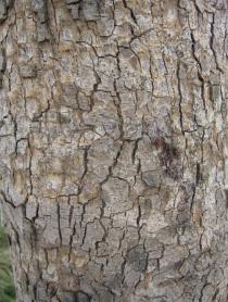 Ficus vallis-choudae - Bark - Click to enlarge!