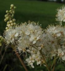 Filipendula ulmaria - Flowers - Click to enlarge!