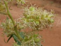 Flagellaria guineensis - Flowers - Click to enlarge!