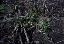 Flagellaria indica - Resprouting after slash and burn - Click to enlarge!