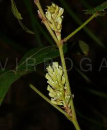 Flemingia mengpengensis - Inflorescence - Click to enlarge!