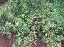 Flueggea virosa - Branches - Click to enlarge!