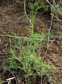 Foeniculum vulgare - Young plant - Click to enlarge!