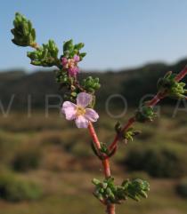 Frankenia laevis - Flower - Click to enlarge!