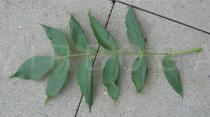 Fraxinus excelsior - Upper surface of leaf - Click to enlarge!