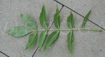 Fraxinus excelsior - Lower surface of leaf - Click to enlarge!