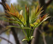 Fraxinus excelsior - Juvinile foliage - Click to enlarge!