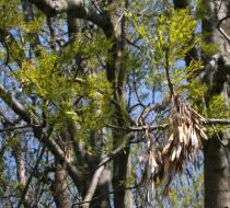 Fraxinus excelsior - Inflorescences - Click to enlarge!