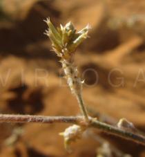 Froelichia humboldtiana - Inflorescence - Click to enlarge!
