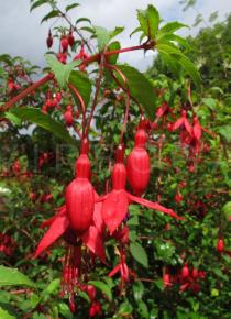 Fuchsia magellanica - Flowers - Click to enlarge!