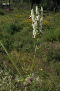 Fumaria capreolata - Inflorescence - Click to enlarge!