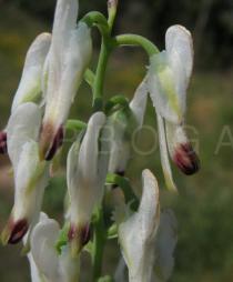 Fumaria capreolata - Inflorescence, close-up - Click to enlarge!