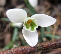 Galanthus nivalis - Flower - Click to enlarge!