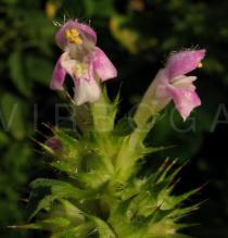 Galeopsis pubescens - Flower - Click to enlarge!