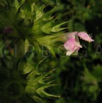 Galeopsis pubescens - Flower, side view - Click to enlarge!