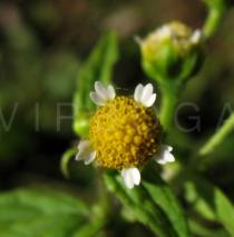 Galinsoga parviflora - Flower head - Click to enlarge!