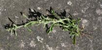 Gamochaeta pensylvanica - Uprooted plant - Click to enlarge!