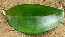Garcinia mangostana - Upper and lower surface of leaf - Click to enlarge!