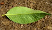 Garcinia mangostana - Lower surface of leaf - Click to enlarge!