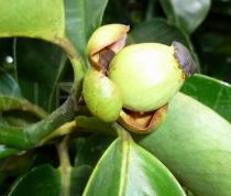 Garcinia mangostana - Unripe fruit - Click to enlarge!